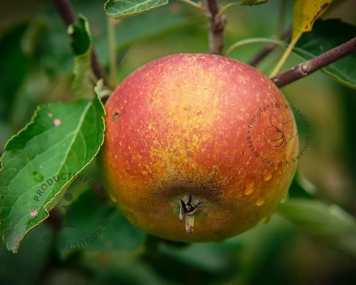 Malus domestica 'Cox's Orange Pippin' - hoogstam
