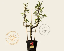 Malus domestica 'Cox's Orange Pippin' - U-vorm