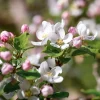 Malus domestica 'Cox's Orange Pippin' - laagstam