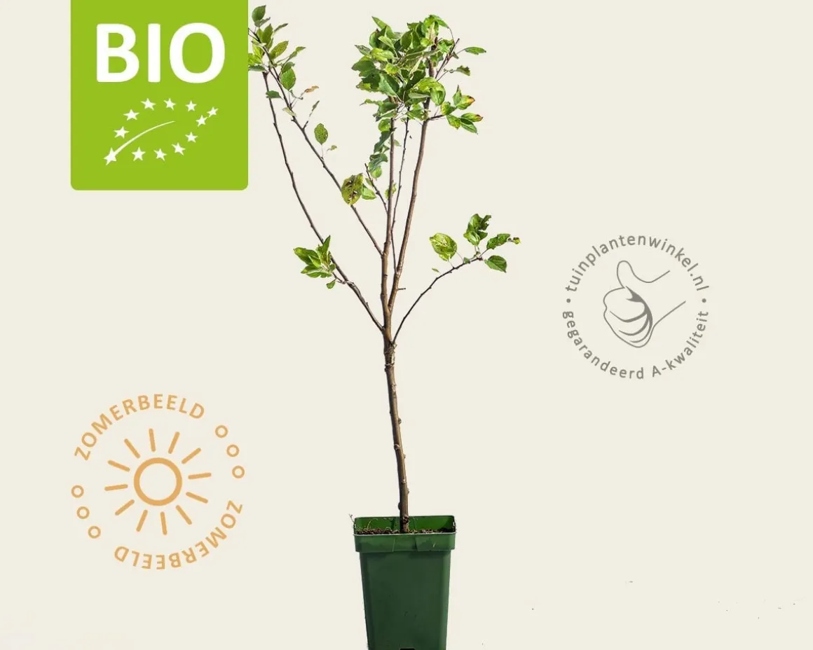 Malus domestica 'Cox's Orange Pippin' - BIO mini
