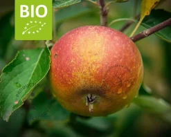 Malus domestica 'Cox's Orange Pippin' - BIO mini