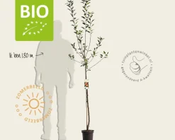 Malus domestica 'Cox's Orange Pippin' - BIO halfstam