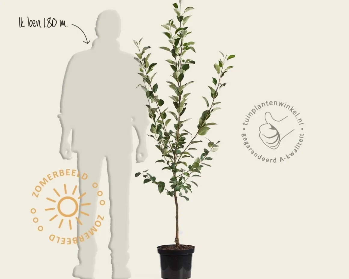 Malus domestica 'Delcorf' - laagstam