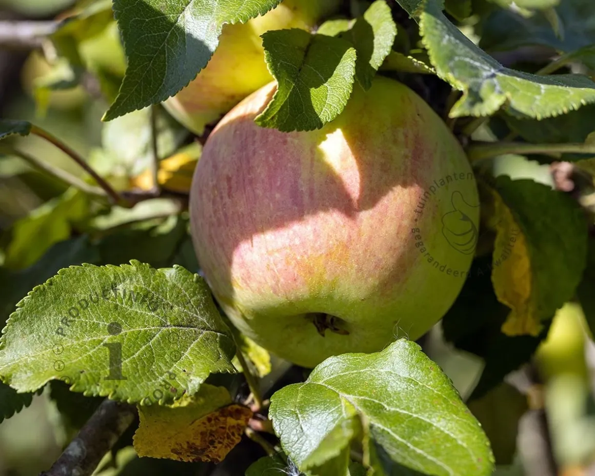 Malus domestica 'Delcorf' - laagstam