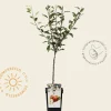 Malus domestica 'Delcorf' - mini