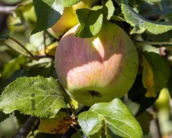 Malus domestica 'Delcorf' - mini