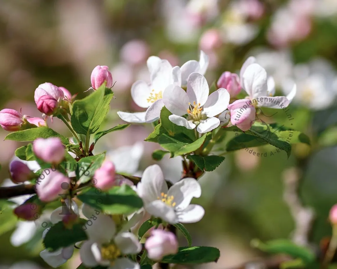 Malus domestica 'Delcorf' - mini