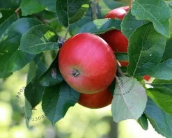 Malus domestica 'Discovery' - laagstam