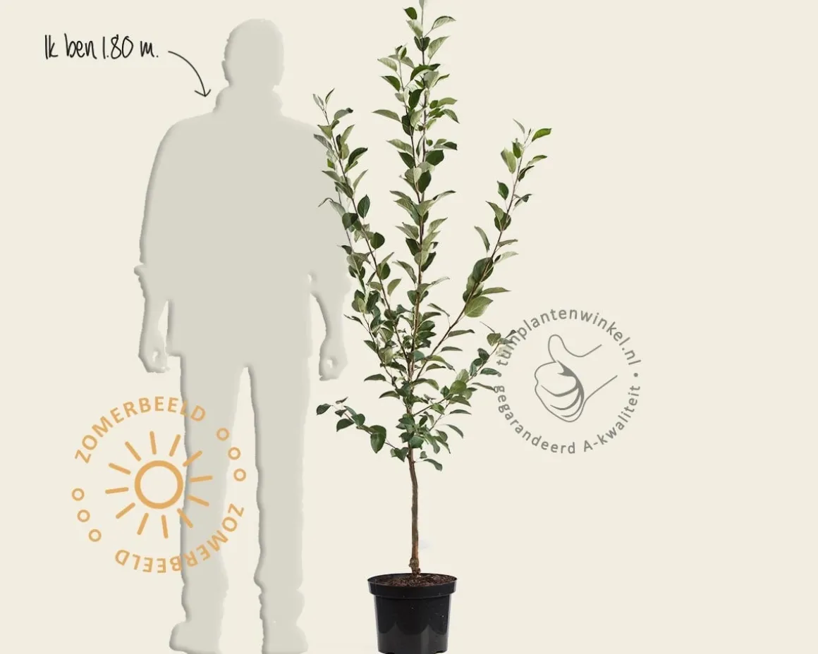 Malus domestica 'Discovery' - laagstam