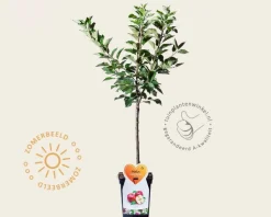 Malus domestica 'Discovery' - mini