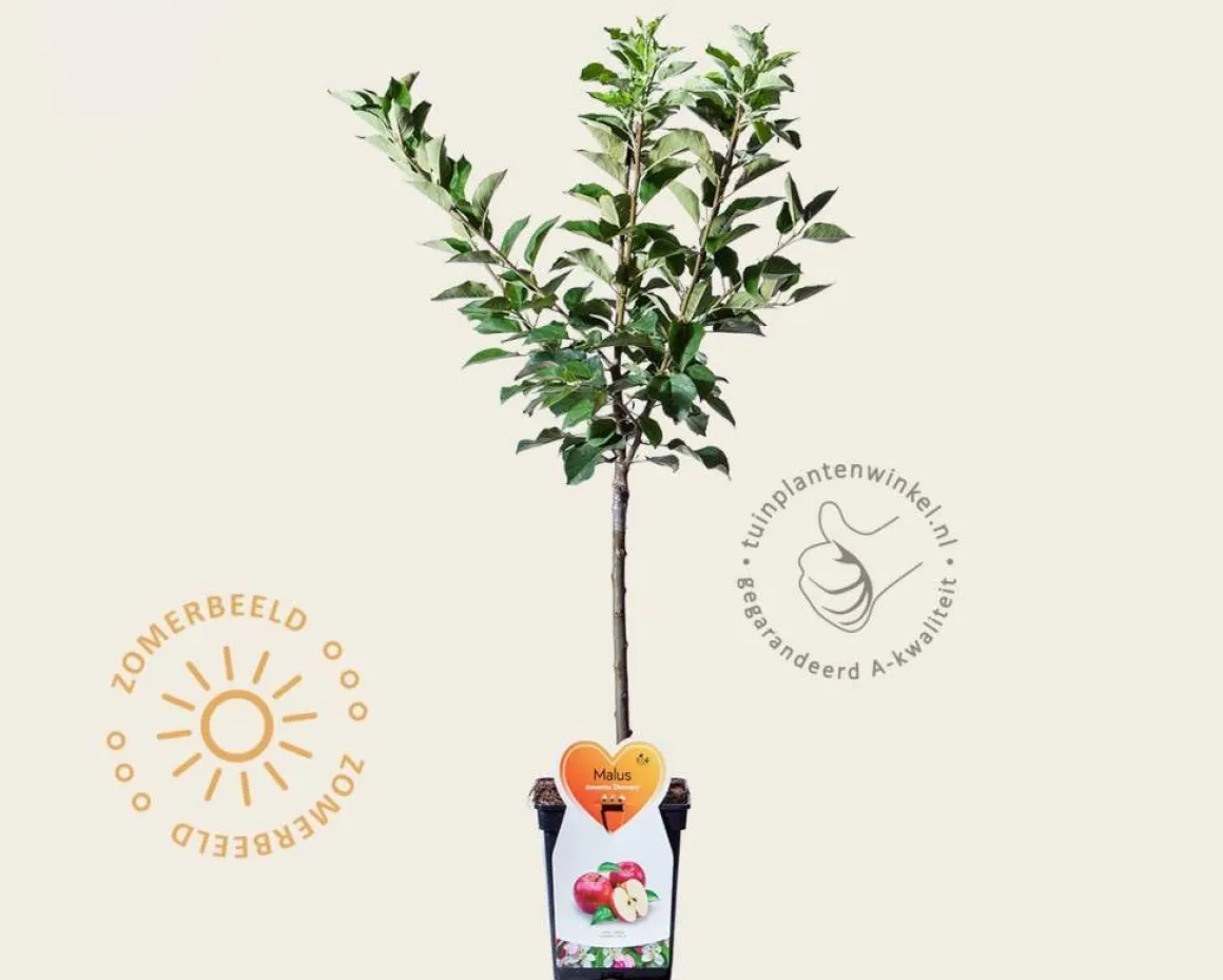 Malus domestica 'Discovery' - mini