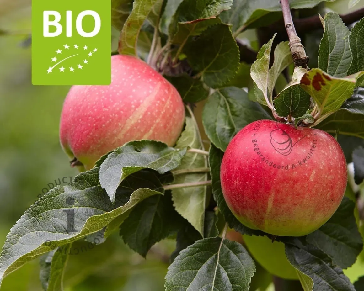 Malus domestica 'Elstar' - BIO halfstam