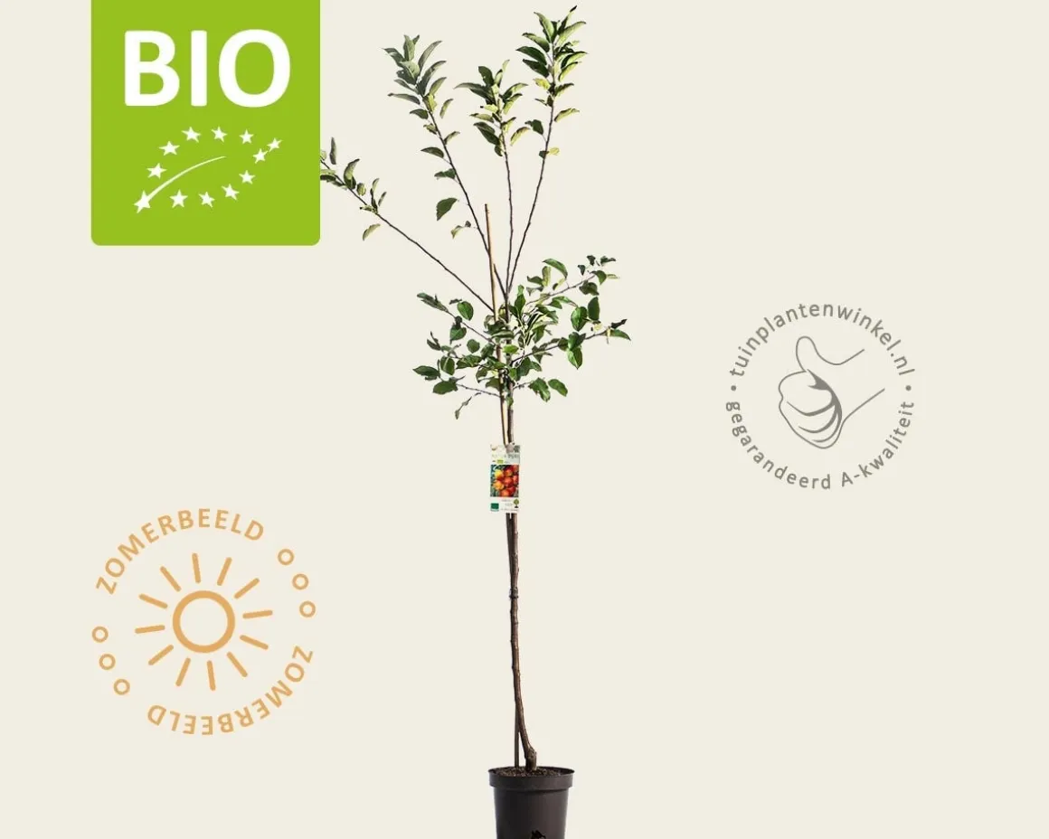 Malus domestica 'Elstar' - BIO halfstam