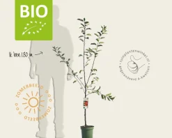 Malus domestica 'Elstar' - BIO laagstam
