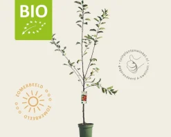 Malus domestica 'Elstar' - BIO laagstam