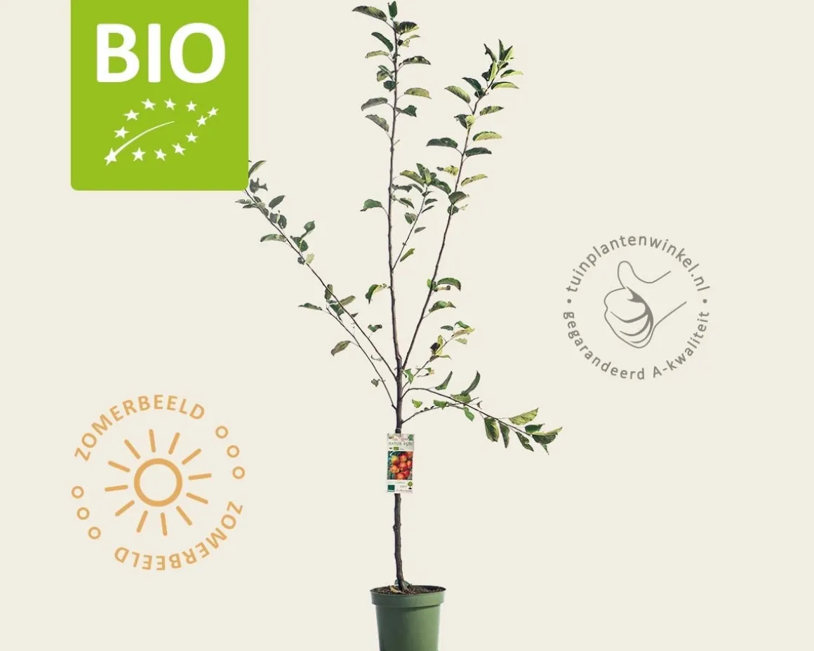Malus domestica 'Elstar' - BIO laagstam