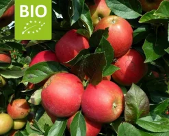 Malus domestica 'Elstar' - BIO mini