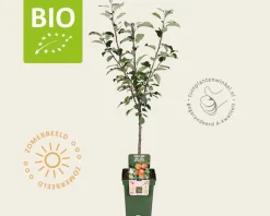 Malus domestica 'Elstar' - BIO mini