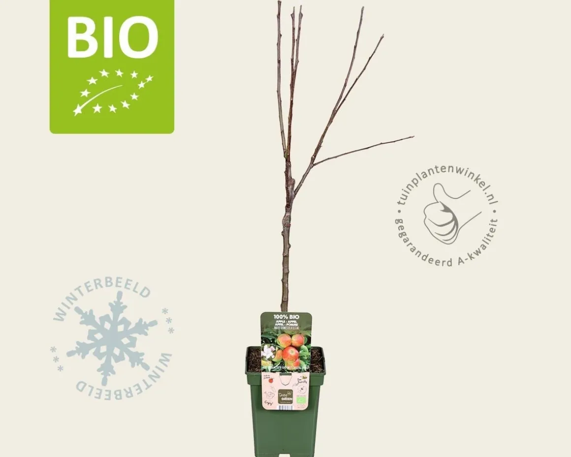 Malus domestica 'Elstar' - BIO mini