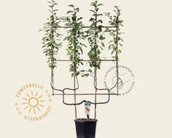Malus domestica 'Elstar' - dubbele U-vorm
