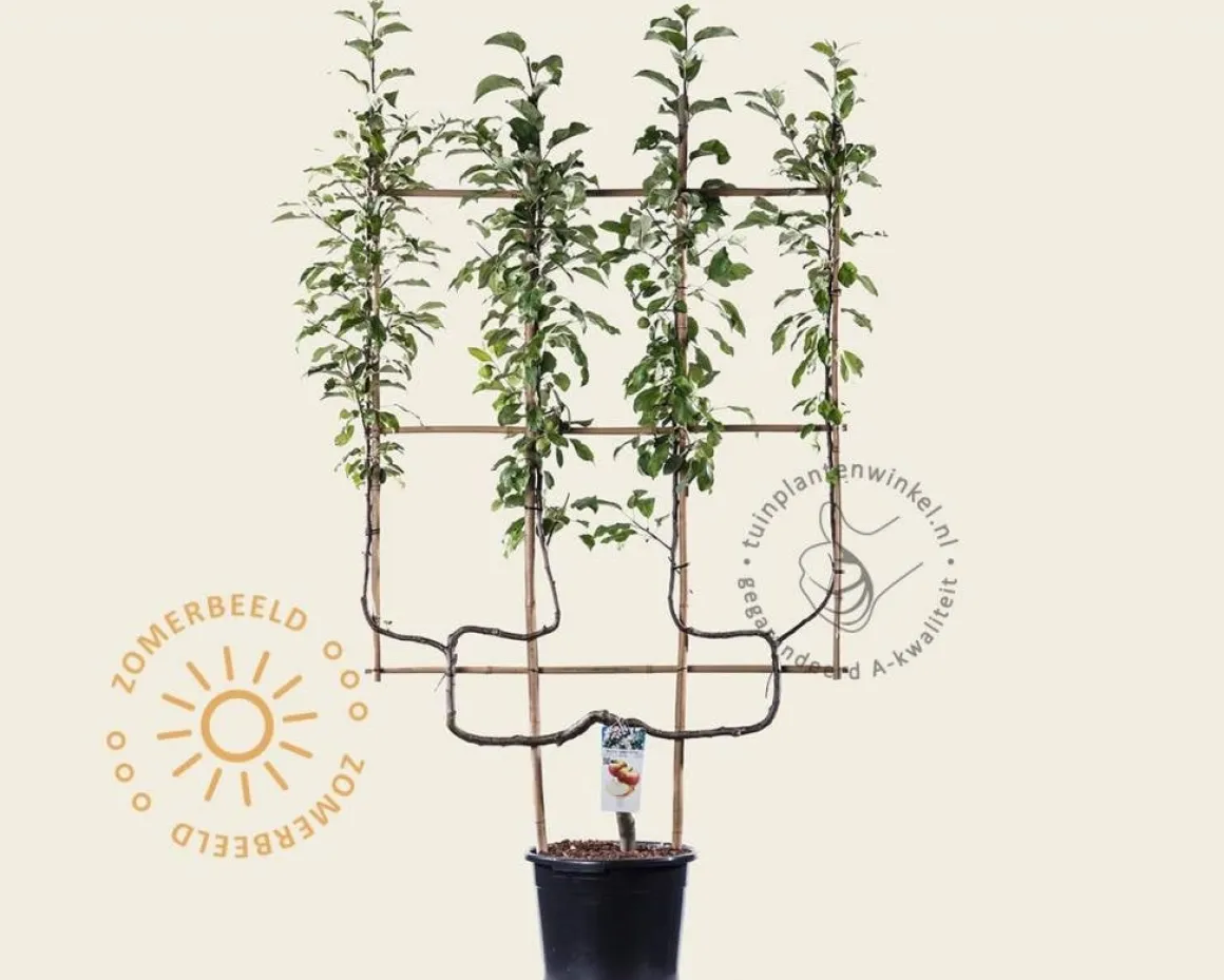 Malus domestica 'Elstar' - dubbele U-vorm