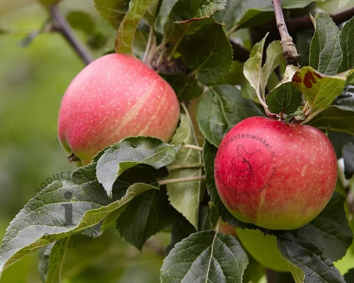 Malus domestica 'Elstar' - dubbele U-vorm