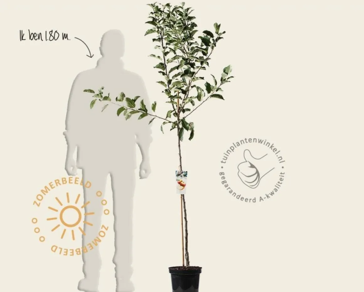 Malus domestica 'Elstar' - halfstam
