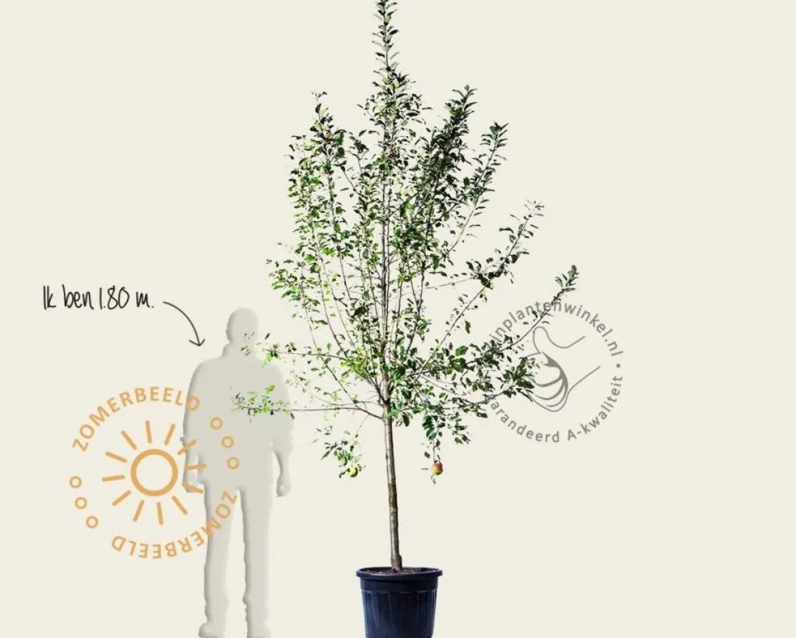 Malus domestica 'Elstar' - halfstam extra