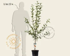 Malus domestica 'Elstar' - laagstam