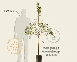 Malus domestica 'Elstar' - lei-vorm