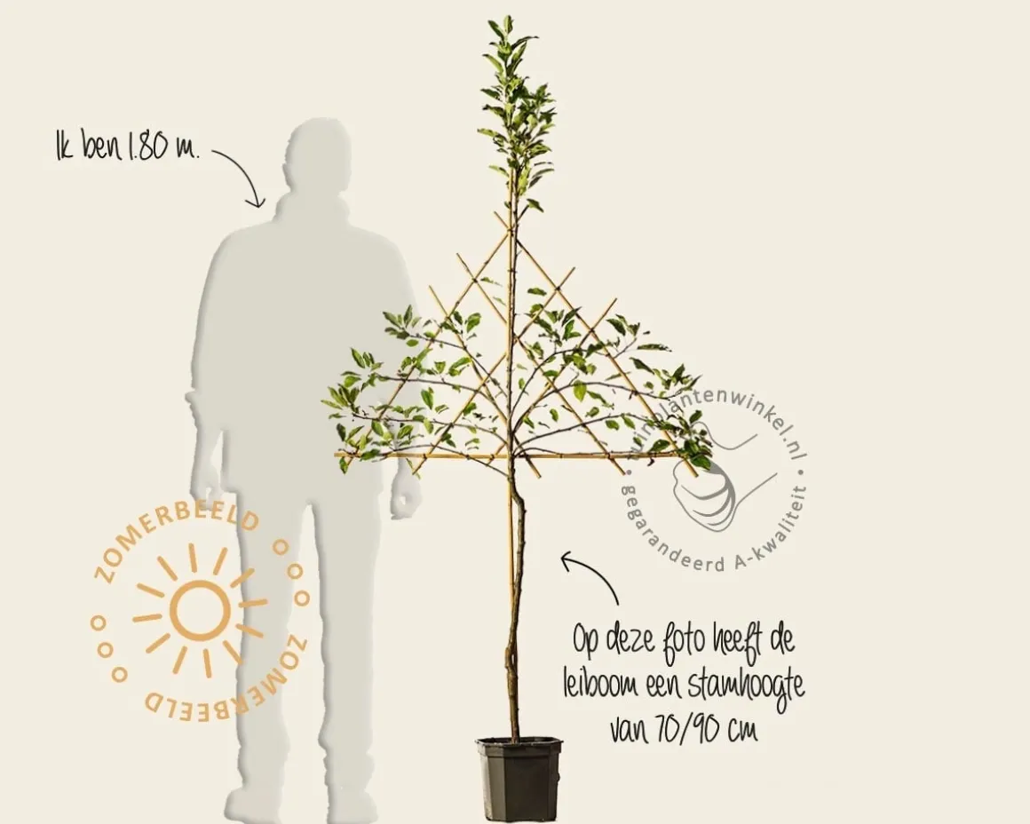 Malus domestica 'Elstar' - lei-vorm