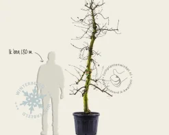 Malus domestica 'Elstar' - oude laagstam
