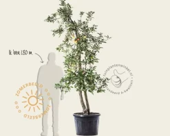 Malus domestica 'Elstar' - oude laagstam