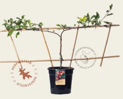 Malus domestica 'Elstar' - Step-over two-way