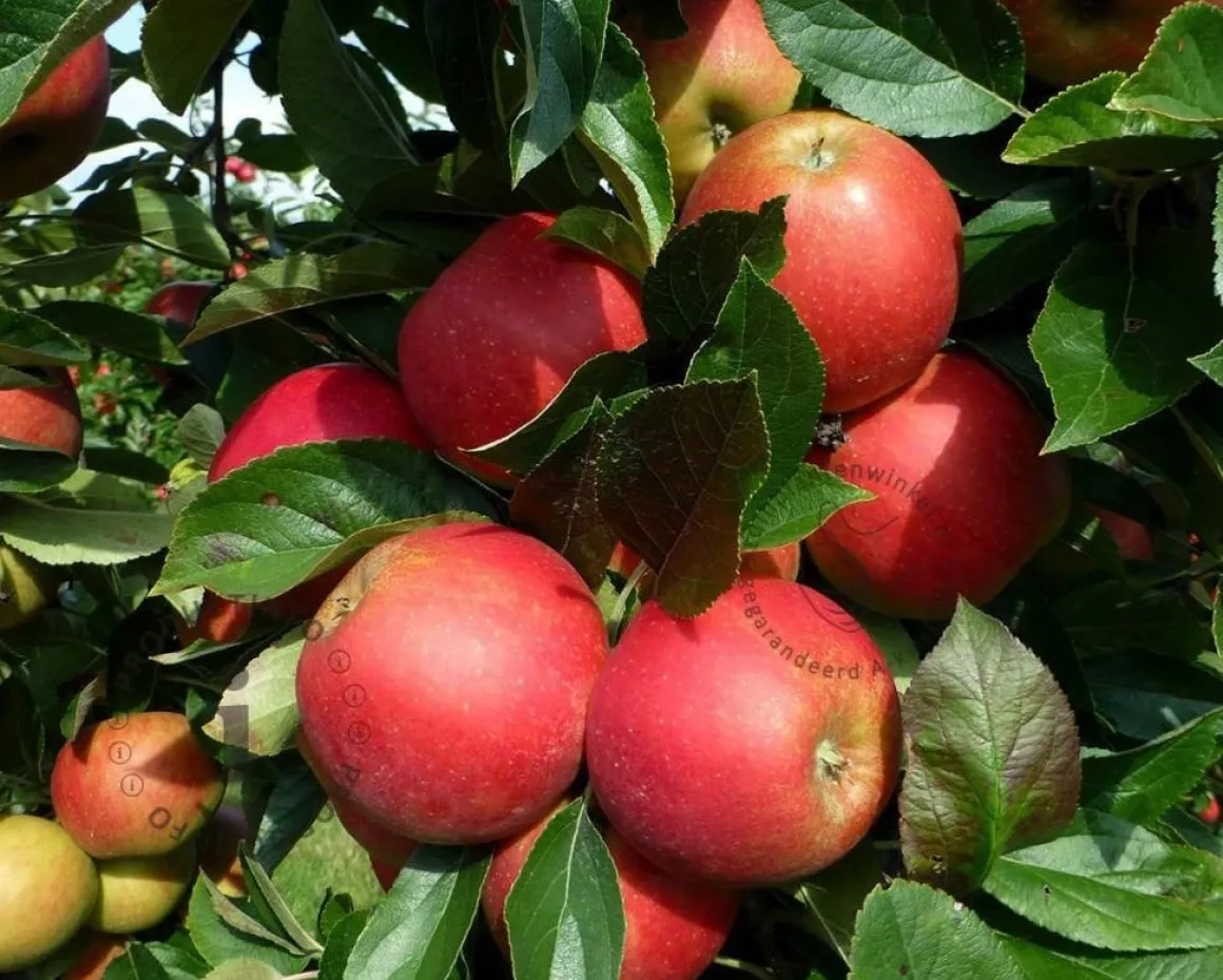 Malus domestica 'Elstar' - Step-over one-way