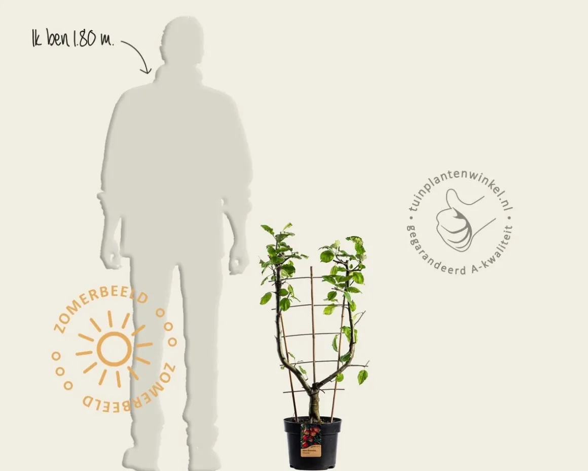 Malus domestica 'Elstar' - U-vorm