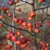 Malus domestica 'Evereste' - struik