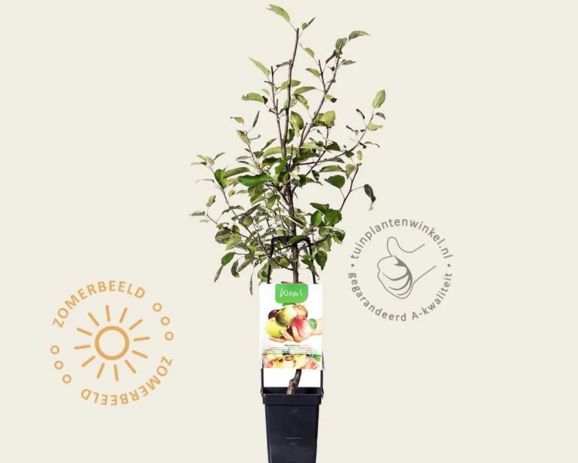 Malus domestica 'Familieboom'
