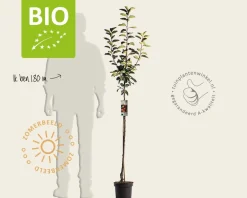 Malus domestica 'Gala' - BIO halfstam
