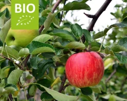 Malus domestica 'Gala' - BIO mini