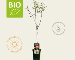 Malus domestica 'Gala' - BIO mini