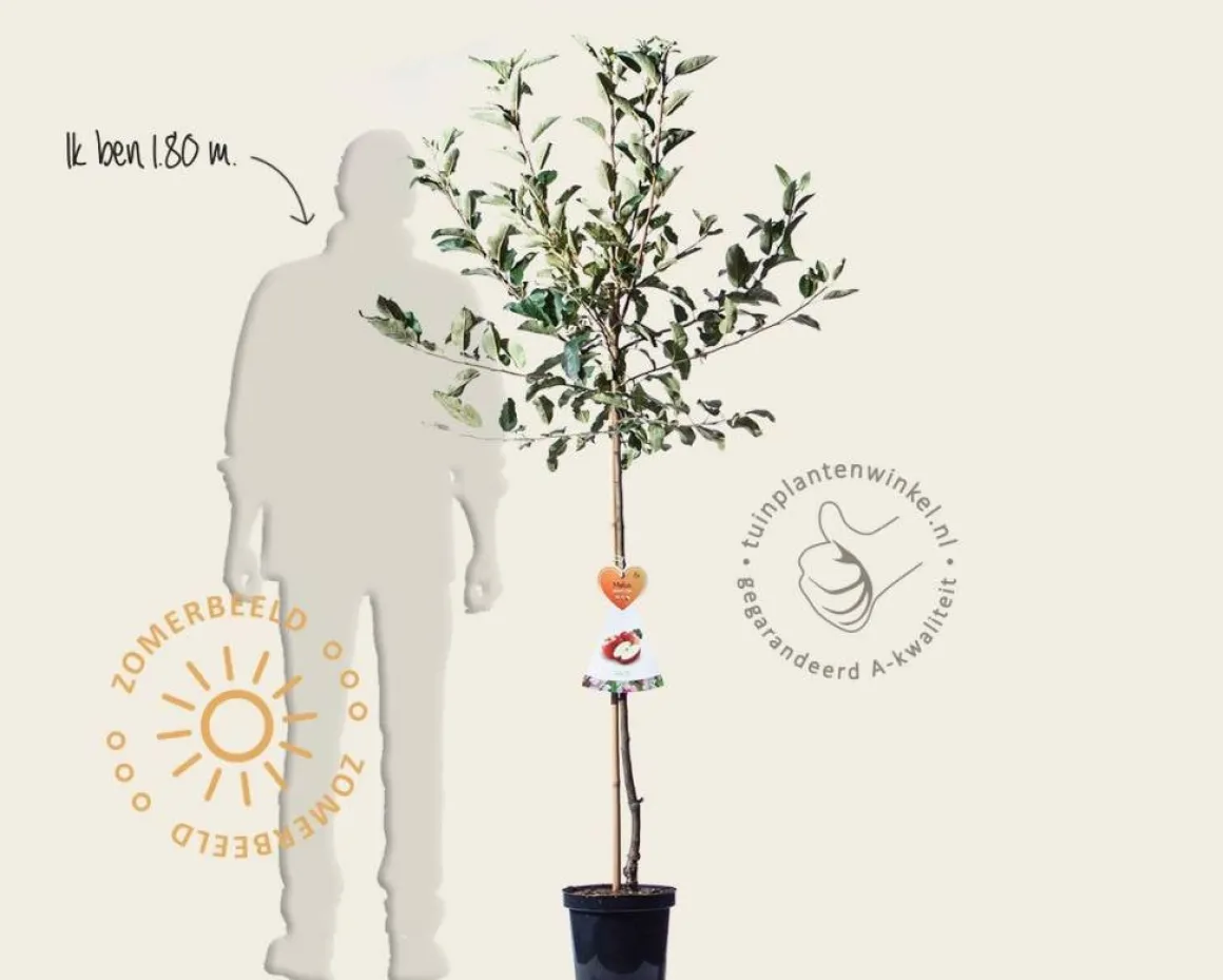 Malus domestica 'Gala' - halfstam