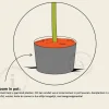 Malus domestica 'Gala' - laagstam