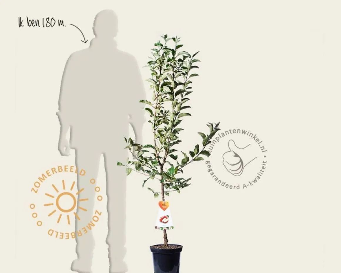 Malus domestica 'Gala' - laagstam