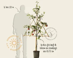Malus domestica 'Gala' - lei-vorm