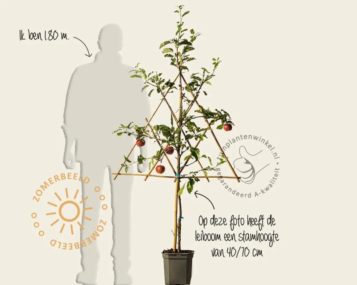 Malus domestica 'Gala' - lei-vorm
