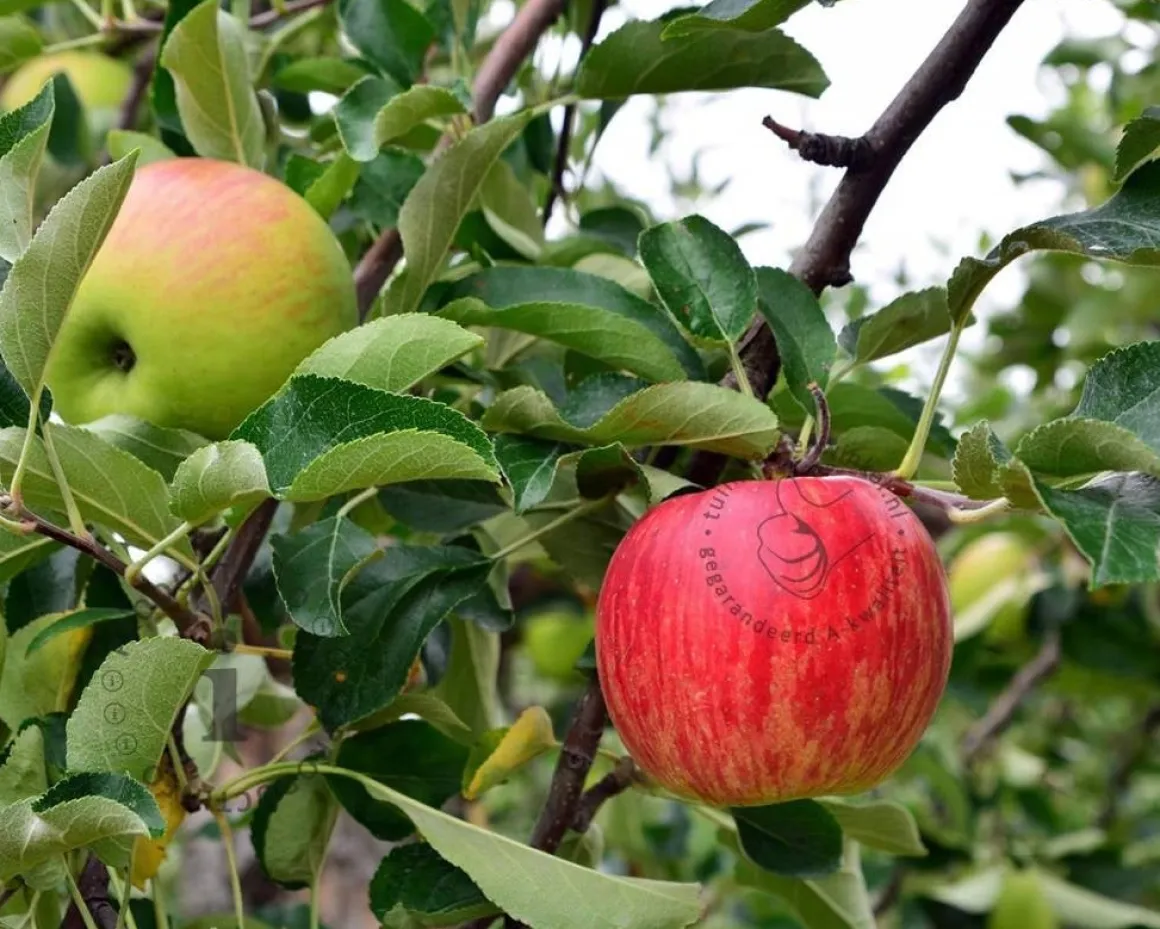 Malus domestica 'Gala' - mini