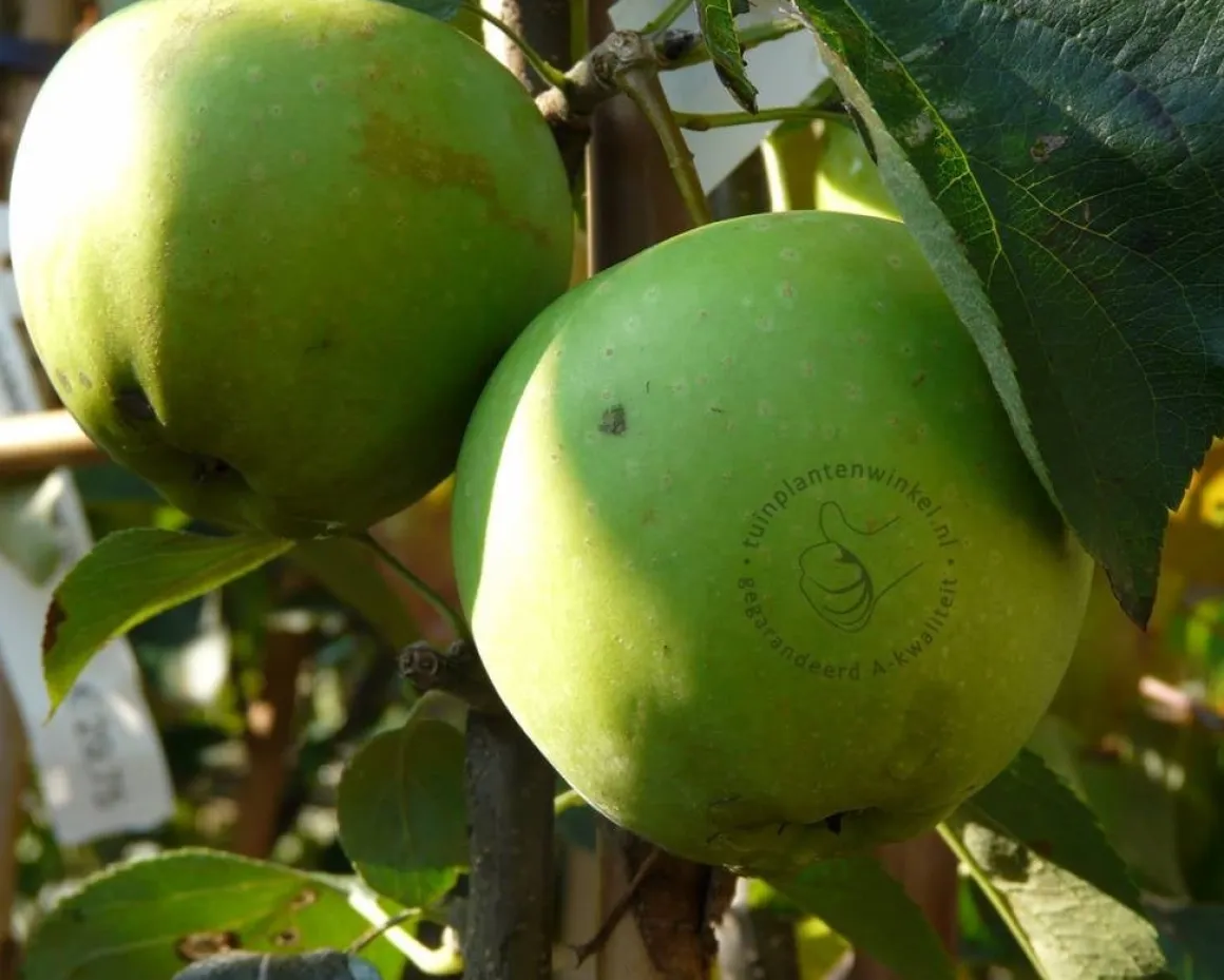 Malus domestica 'Golden Delicious' - halfstam