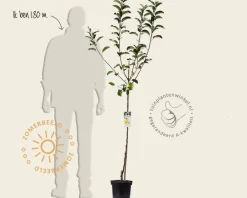 Malus domestica 'Golden Delicious' - halfstam