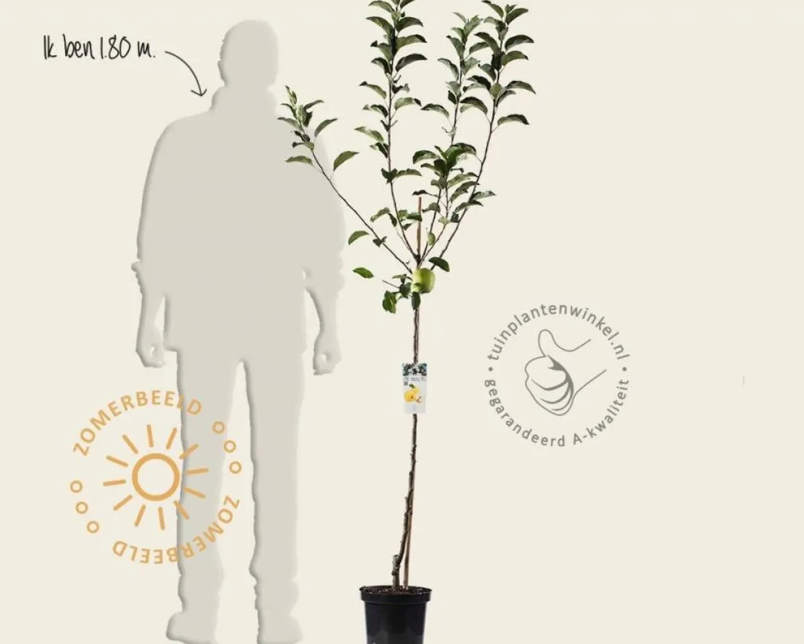 Malus domestica 'Golden Delicious' - halfstam